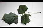 刺桐-葉正01.JPG