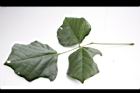 刺桐-葉正02.JPG
