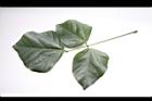 刺桐-葉正06.JPG