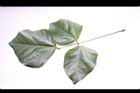 刺桐-葉正07.JPG