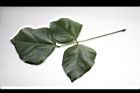 刺桐-葉正08.JPG