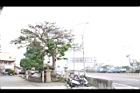 刺桐09.JPG