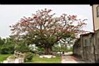 刺桐45.JPG