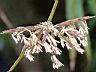 刺竹-花6.JPG