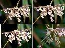 刺竹-花1.jpg