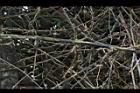 刺竹-棘刺27.JPG