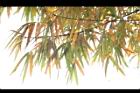 刺竹-葉23.jpg