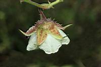刺花懸鉤子-花09.JPG