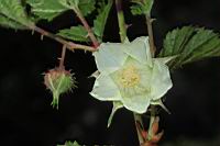 刺花懸鉤子-花10.JPG