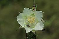 刺花懸鉤子-花16.JPG