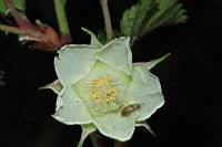 刺花懸鉤子-花19.JPG