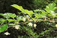 刺花懸鉤子-花序06.JPG