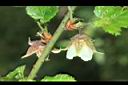 刺花懸鉤子-花05.JPG