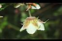 刺花懸鉤子-花06.JPG