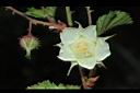 刺花懸鉤子-花11.JPG