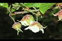 刺花懸鉤子-花苞00.JPG
