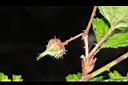 刺花懸鉤子-花苞01.JPG