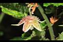 刺花懸鉤子-花萼04.JPG