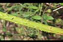 刺花懸鉤子-莖01.JPG