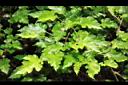 刺花懸鉤子-葉11.JPG