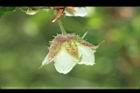 刺花懸鉤子-花07.JPG