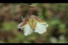刺花懸鉤子-花08.JPG