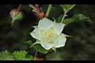 刺花懸鉤子-花13.JPG