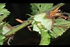 刺花懸鉤子-花20.JPG