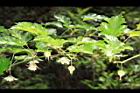 刺花懸鉤子-花序05.JPG
