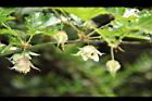 刺花懸鉤子-花序11.JPG