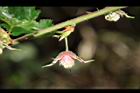 刺花懸鉤子-花萼02.JPG