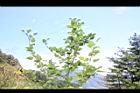 刺花懸鉤子11.JPG