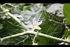 刺茄-花0.JPG