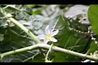 刺茄-花1.JPG