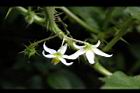 刺茄-花萼1.JPG
