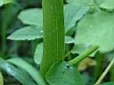 刺莧-莖刺6.JPG