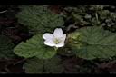 刺萼寒莓-花00.jpg