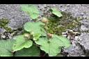 刺萼寒莓-花苞03.jpg
