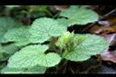 刺萼寒莓-花苞12.jpg