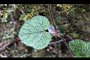 刺萼寒莓-葉正01.jpg