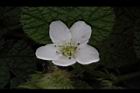 刺萼寒莓-花02.jpg