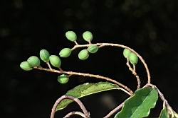 刺葉桂櫻-實序02.JPG