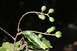刺葉桂櫻-實序03.JPG