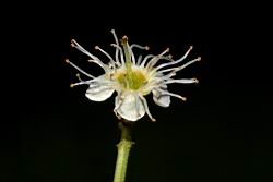 刺葉桂櫻-花27.JPG