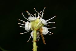 刺葉桂櫻-花背00.JPG