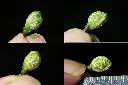 刺葉桂櫻-種子1.jpg