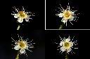 刺葉桂櫻-花1.jpg