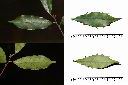 刺葉桂櫻-葉2.jpg