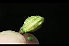 刺葉桂櫻-種子02.JPG