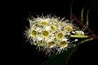 刺葉桂櫻-花06.JPG